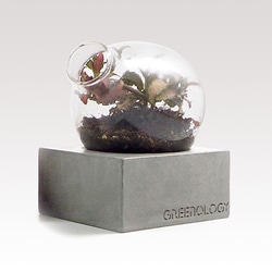 Greenology 梨形玻璃花瓶立方水泥座 第6張的照片