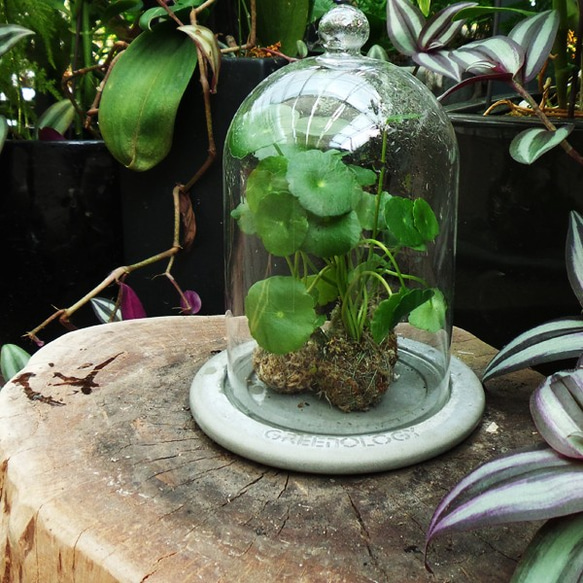Greenologyセメントベースガラス温室の花 一輪挿し・花瓶・花器