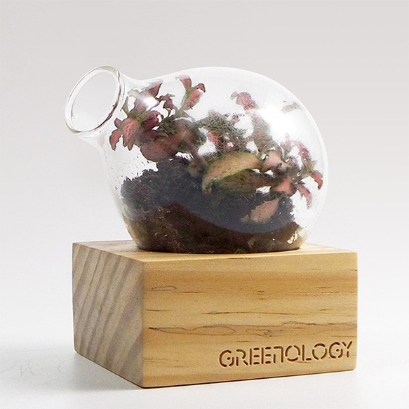 Greenology 梨形玻璃花瓶立方實木座 第5張的照片