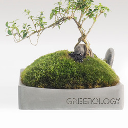 Greenology 水泥趬邊盆景小碟 第4張的照片