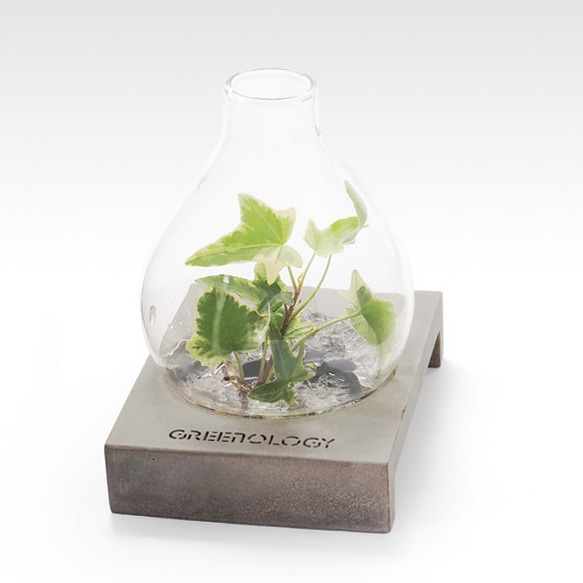 Greenology 梨形玻璃花瓶立水泥几 第3張的照片