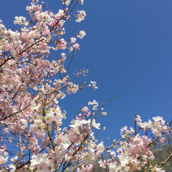 初販限定セット⌘桜色〜格子花柄 6枚目の画像