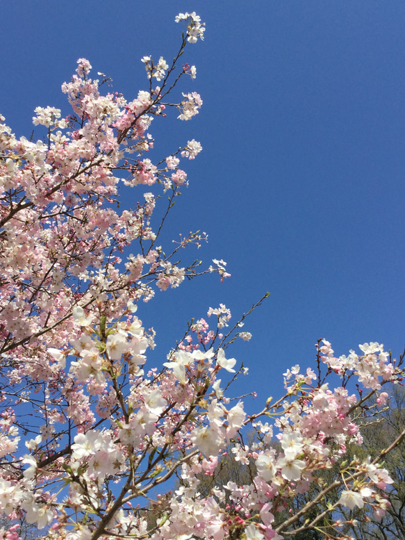 初販限定セット⌘桜色〜格子花柄 6枚目の画像