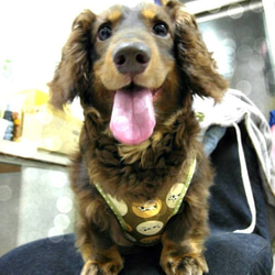 點點燙金小黑貓-寵物胸背☞【XS~M號下標區】純手工客製化 第5張的照片