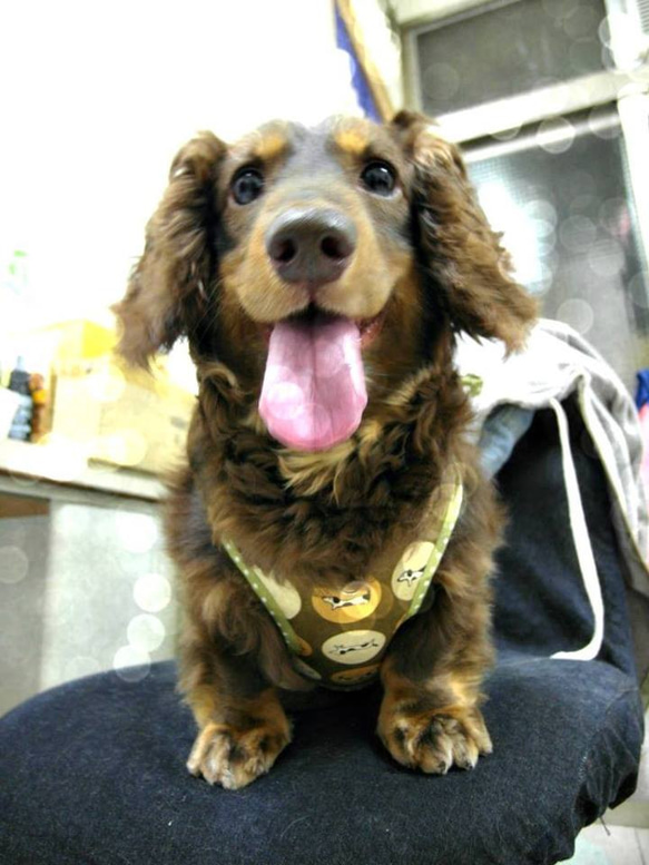 點點燙金小黑貓-寵物胸背☞【XS~M號下標區】純手工客製化 第5張的照片