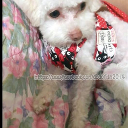 點點燙金小黑貓-寵物胸背☞【XS~M號下標區】純手工客製化 第6張的照片