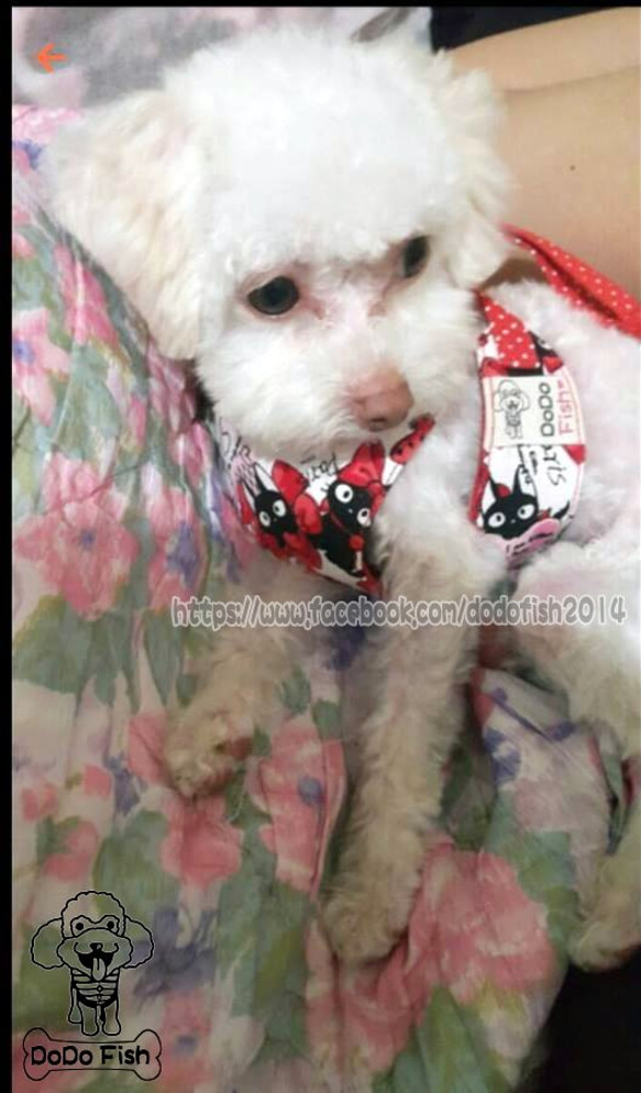 點點燙金小黑貓-寵物胸背☞【XS~M號下標區】純手工客製化 第6張的照片