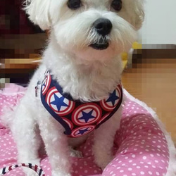 點點燙金小黑貓-寵物胸背☞【XS~M號下標區】純手工客製化 第7張的照片