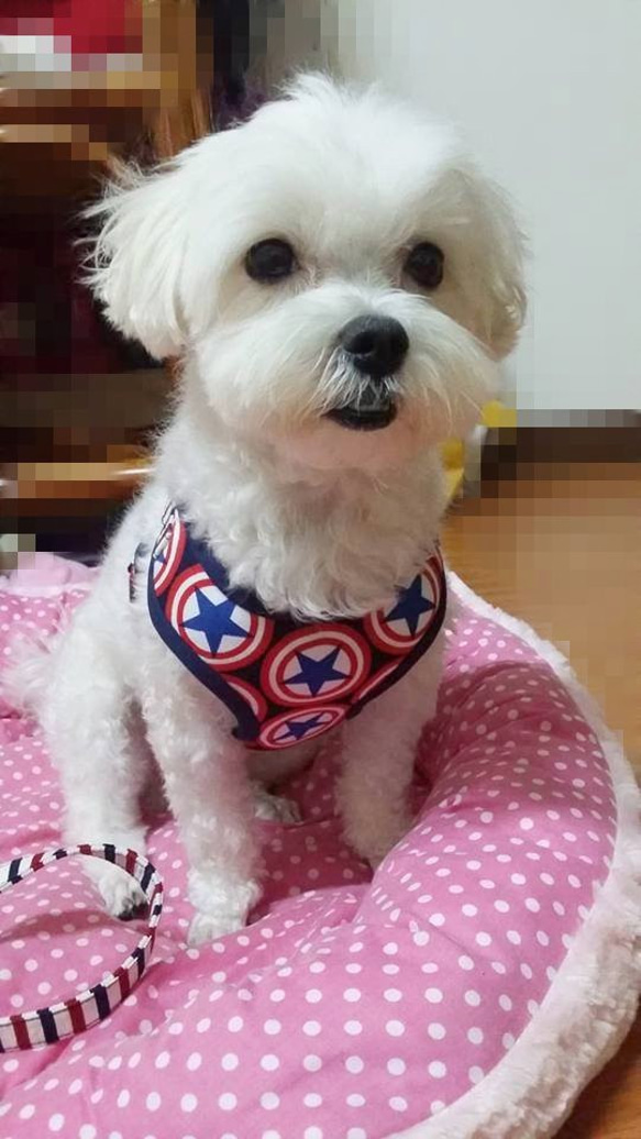 點點燙金小黑貓-寵物胸背☞【XS~M號下標區】純手工客製化 第7張的照片