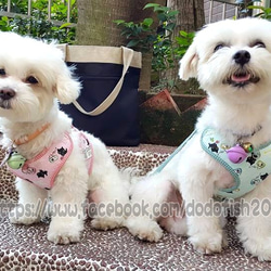 點點燙金小黑貓-寵物胸背☞【XS~M號下標區】純手工客製化 第8張的照片