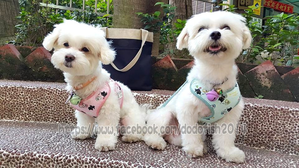 點點燙金小黑貓-寵物胸背☞【XS~M號下標區】純手工客製化 第8張的照片