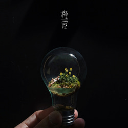 アンチ重力の苔電球 / Anti Gravity Bulb 1枚目の画像