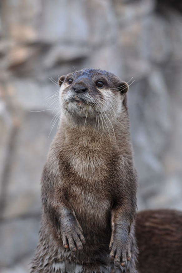 カワウソのカード４枚セット　その１ 2枚目の画像