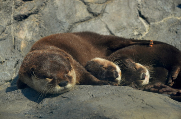 カワウソのカード４枚セット　その１ 4枚目の画像