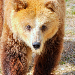 エゾヒグマのカード４枚セット　その１ 4枚目の画像