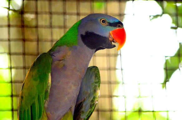 オオダルマインコ４枚セット　その１ 2枚目の画像