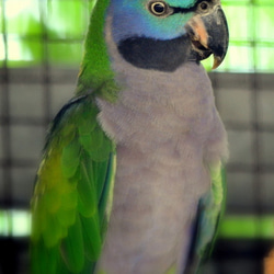 オオダルマインコ４枚セット　その１ 3枚目の画像