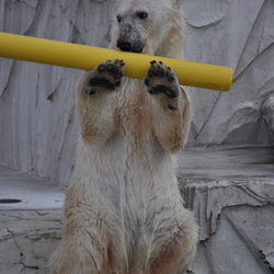 シロクマのカード４枚セット　その１ 1枚目の画像