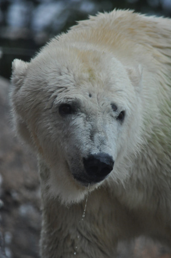 シロクマのカード４枚セット　その１ 2枚目の画像