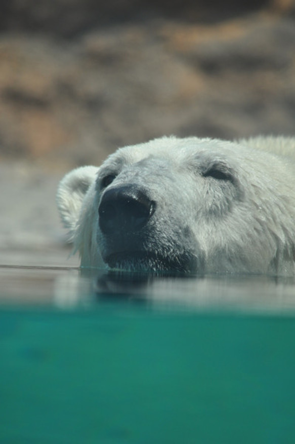 シロクマのカード４枚セット　その１ 3枚目の画像