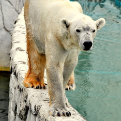 シロクマのカード４枚セット　その１ 4枚目の画像