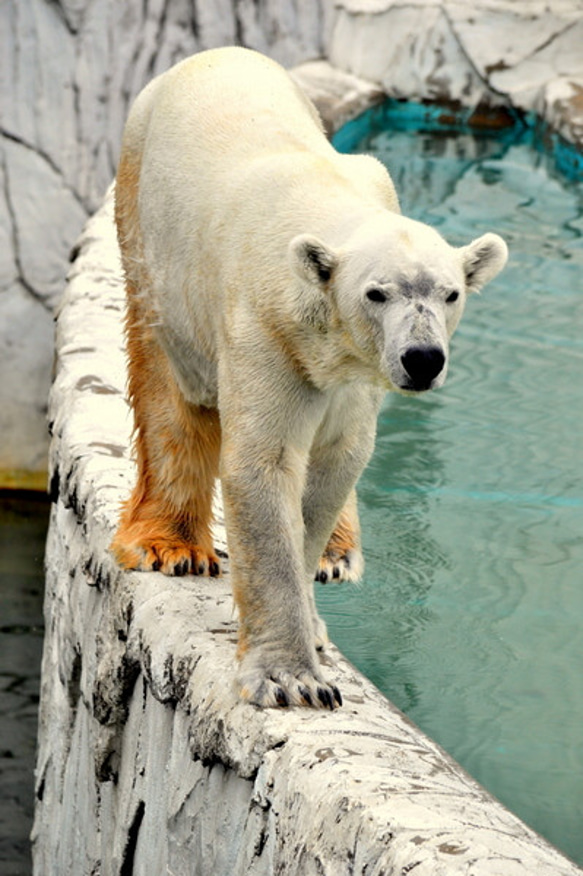 シロクマのカード４枚セット　その１ 4枚目の画像