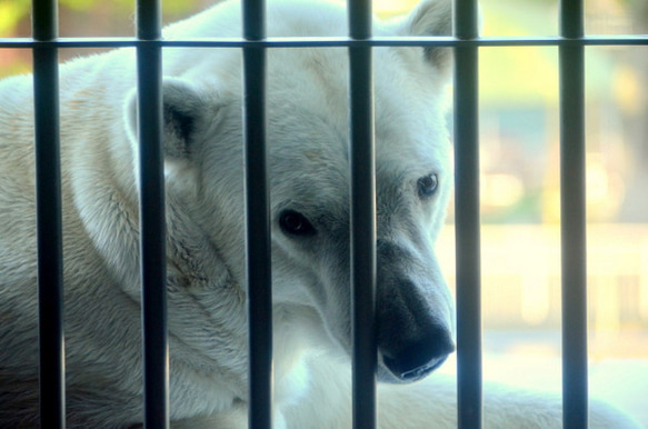 シロクマのカード４枚セット　その４ 1枚目の画像