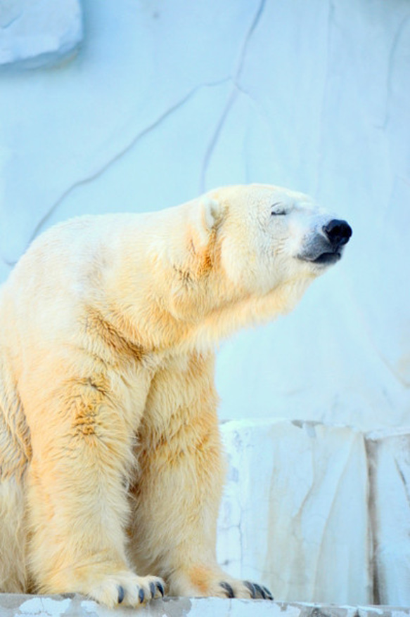 シロクマのカード４枚セット　その４ 2枚目の画像