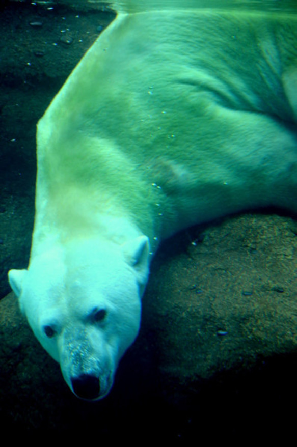 シロクマのカード４枚セット　その５ 1枚目の画像