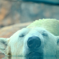 シロクマのカード４枚セット　その５ 2枚目の画像