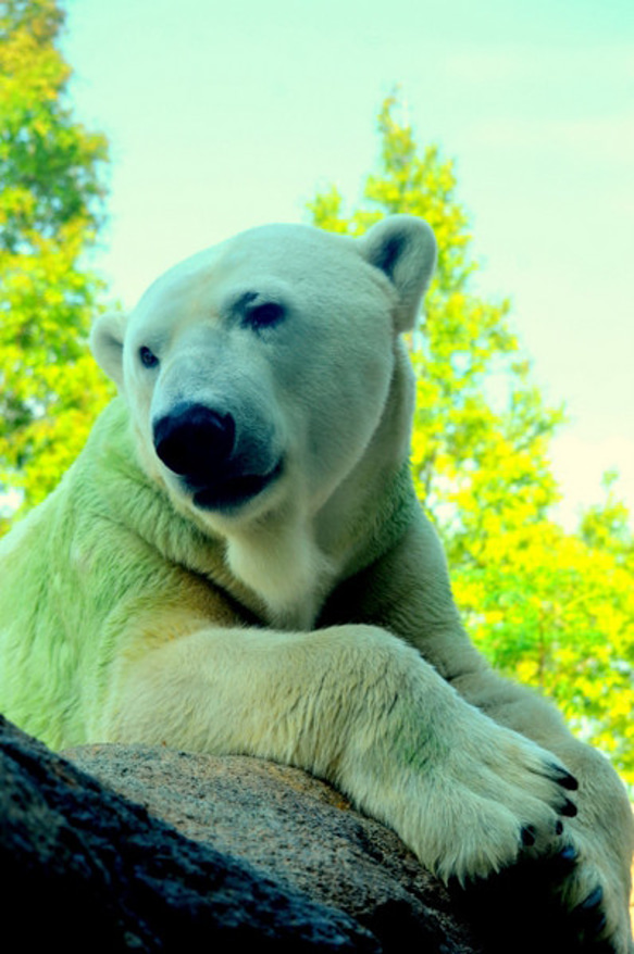 シロクマのカード４枚セット　その５ 4枚目の画像