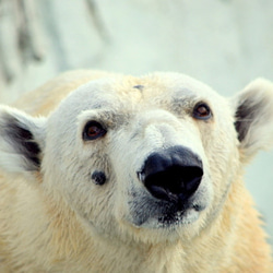 シロクマのカード４枚セット　その１０ 1枚目の画像