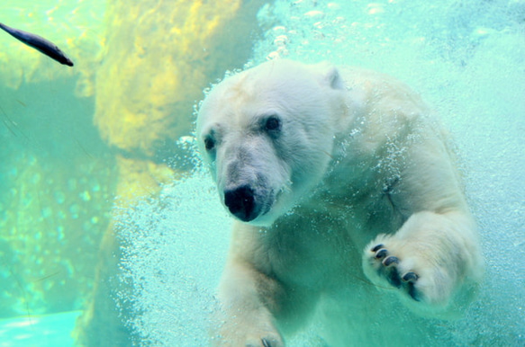 シロクマのカード４枚セット　その１０ 2枚目の画像