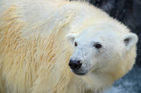 シロクマのカード４枚セット　その１０ 3枚目の画像