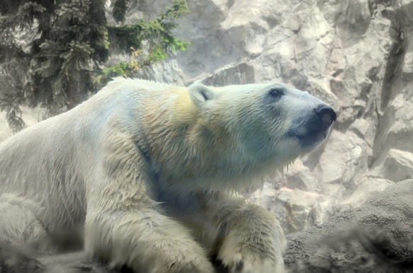 シロクマのカード４枚セット　その１０ 4枚目の画像