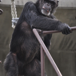 チンパンジーのカード４枚セット　その１ 1枚目の画像