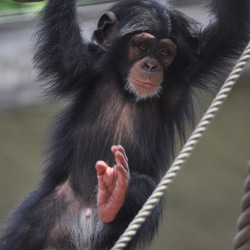 チンパンジーのカード４枚セット　その３ 1枚目の画像