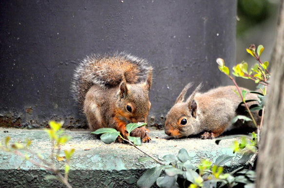 リス４枚セット　その２ 4枚目の画像