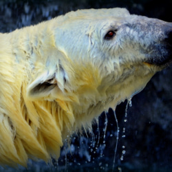 シロクマのカード４枚セット　その１１ 3枚目の画像