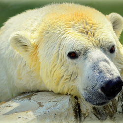 シロクマのカード４枚セット　その１１ 4枚目の画像