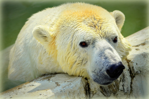 シロクマのカード４枚セット　その１１ 4枚目の画像