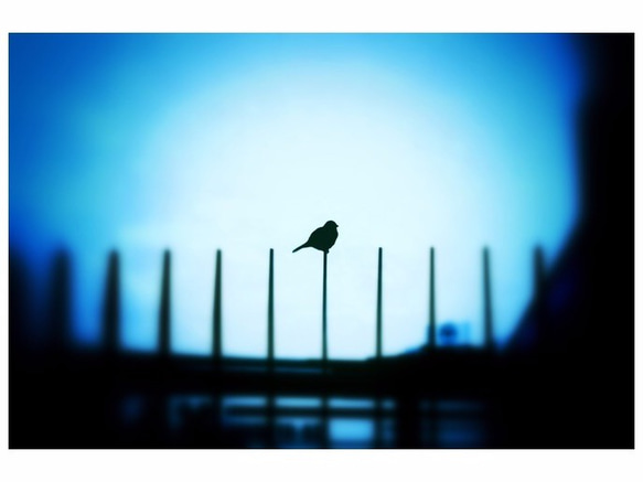 Blue bird.【青い鳥】紙 A3サイズ(297×420mm) 1枚目の画像
