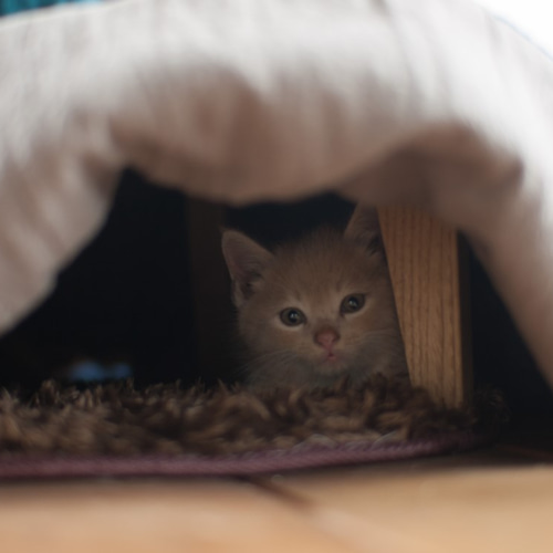 値下げ クマグリー 大きなくりの木のこたつ 渋皮色 （幅140cm・クマグリー） 値下げ クマグリー 大きなくりの木のこたつ 渋皮色 （幅140cm