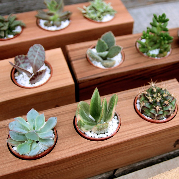 木樂館∥原木三孔盆栽Wooden Flower Shelf 人造花木樂館Happy Wood 的