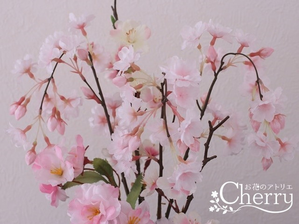 春・桜満開！！、お部屋でお花見。♪ 2枚目の画像