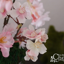 春・桜満開！！、お部屋でお花見。♪ 3枚目の画像