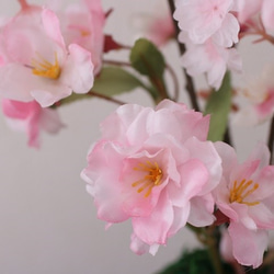 春・桜満開！！、お部屋でお花見。♪ 4枚目の画像