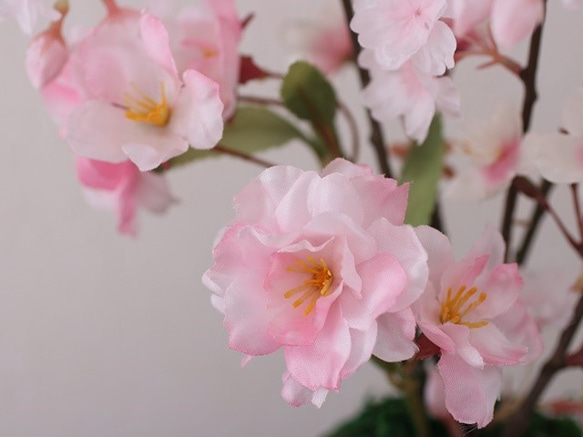 春・桜満開！！、お部屋でお花見。♪ 4枚目の画像