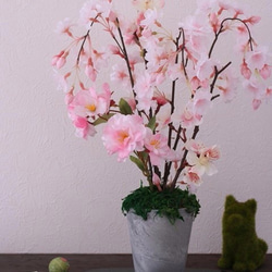 春・桜満開！！、お部屋でお花見。♪ 1枚目の画像