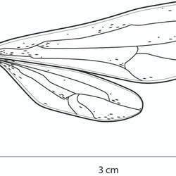 生物學 / 胡蜂科 Vespidae /昆蟲 / 精靈 第5張的照片